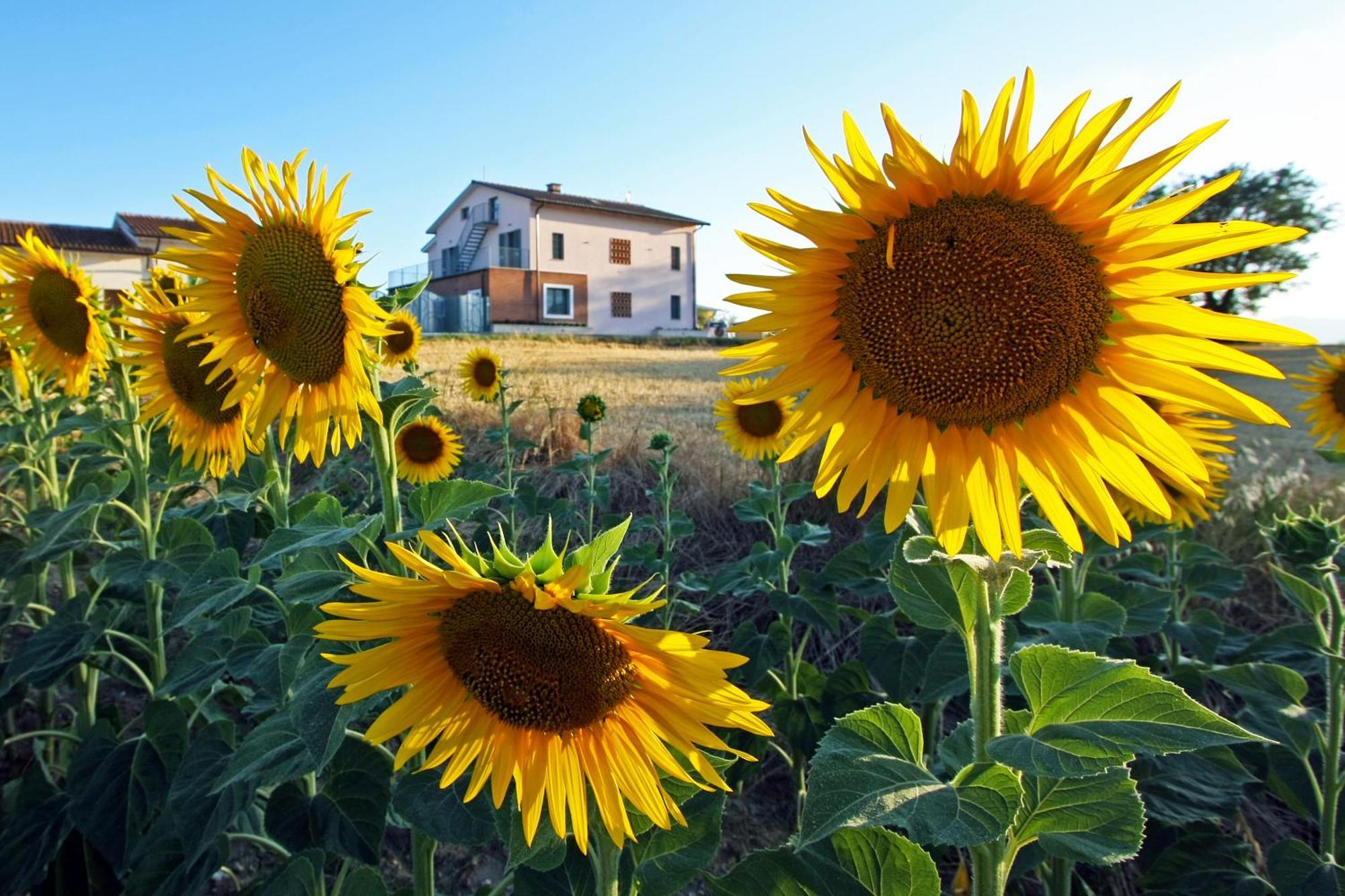 הוילה Montecastrilli La Collina Del Girasole מראה חיצוני תמונה